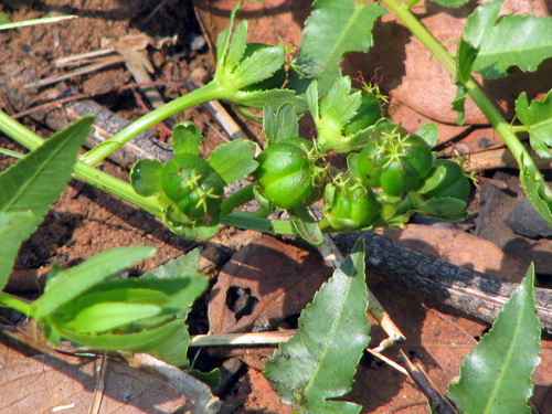 Croton rumicifolius